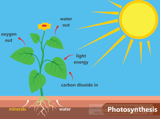 photosynthesis_in_plants_light_energy_clipart-3.jpg