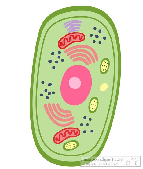plant-cell-with-organeles-clipart-8149.jpg