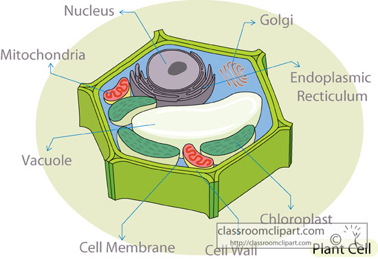 plant_cell_diagram_crca.jpg