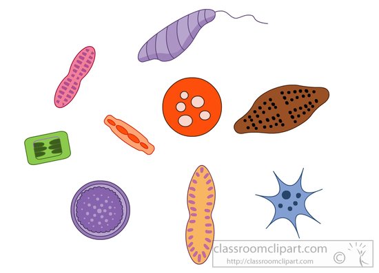 variety-phytoplankton-diatoms-clipart-814212.jpg