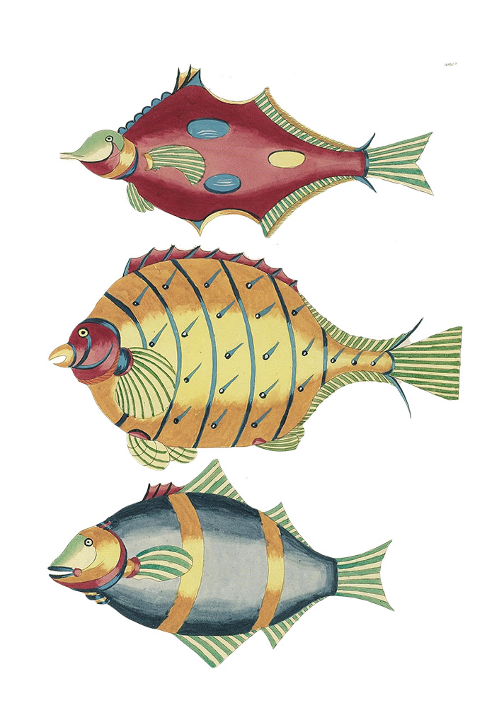 colorful-whimsical-fish-clipart-illustration.jpg