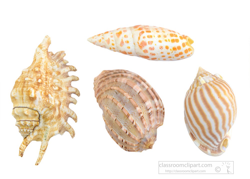 group-of-sea-shells-white-background-2.jpg
