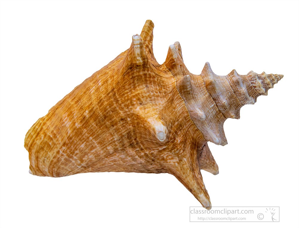 juvenile-queen-conch-seashell.jpg
