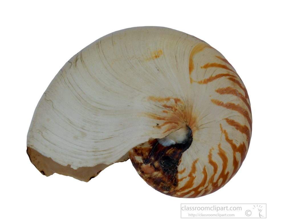 nautilus-sea-shell.jpg