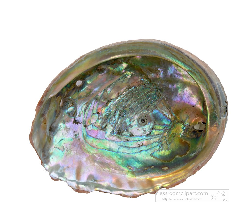 open-abalone-shell.jpg