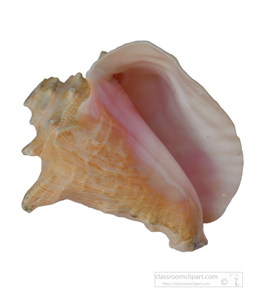 queen-conch-sea-shell-white-background.jpg