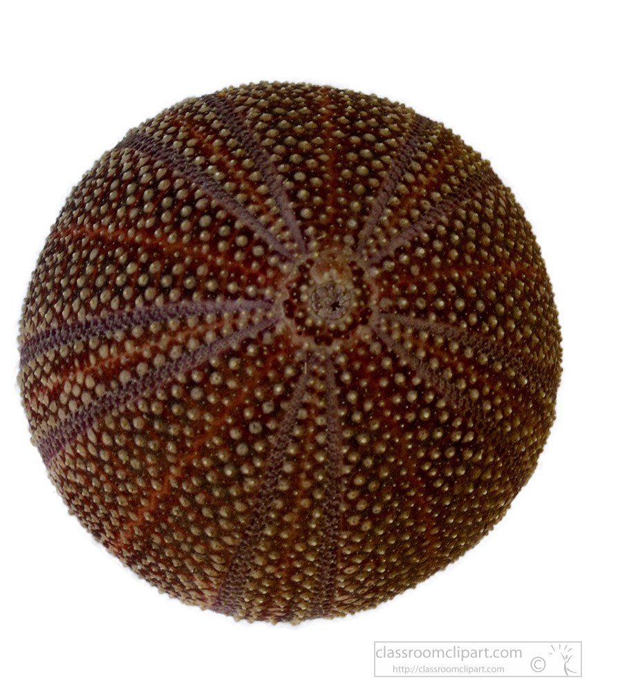 sea-urchin-sea-shell.jpg