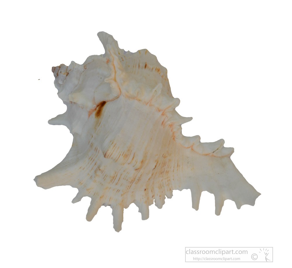small-conch-shell.jpg