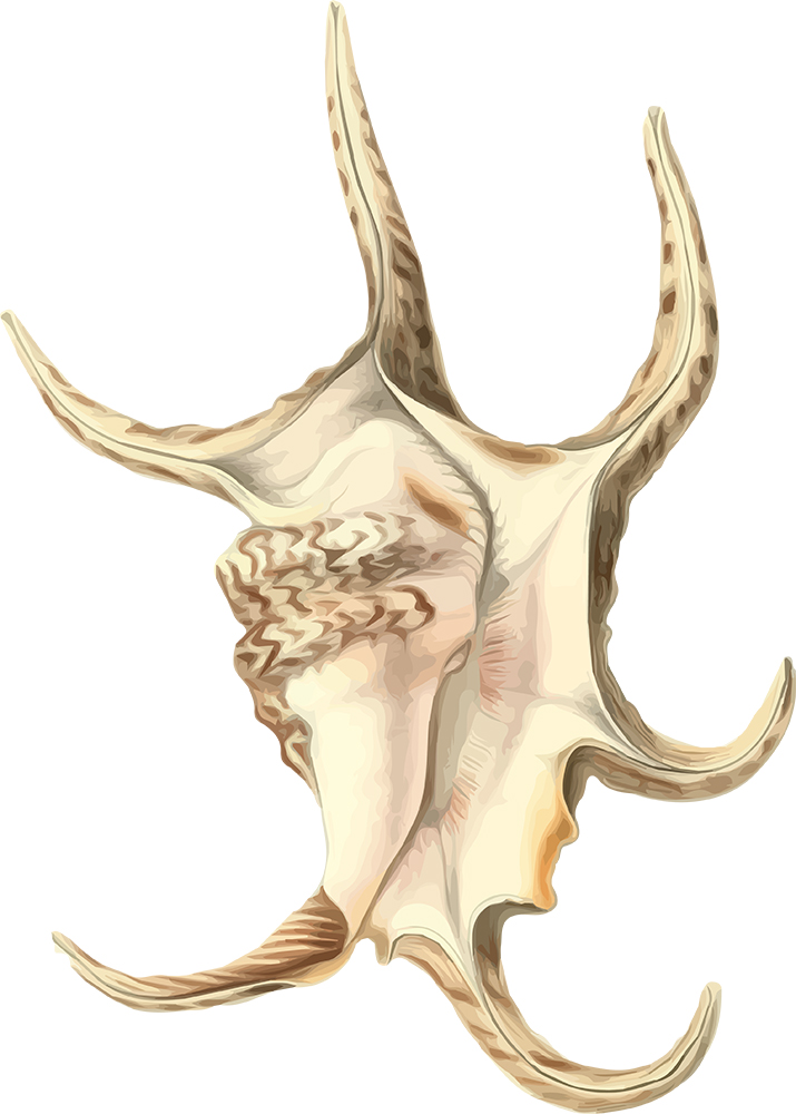 spider-conch-seashell-clipart-illustration.jpg