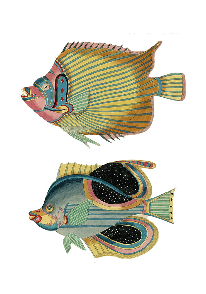 two-colorful-whimsical-fish-illustrated-clipart.jpg