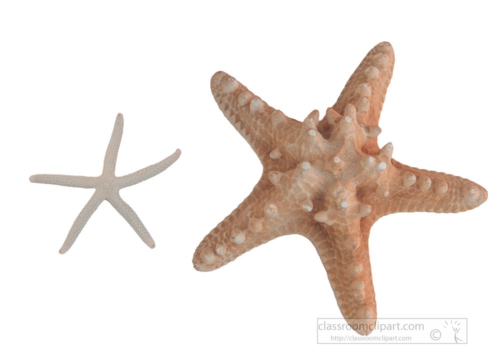 two-star-fish-white-background.jpg