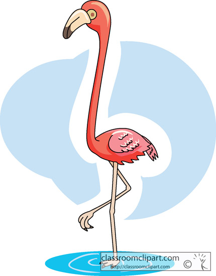 flamingo_bird_in_water.jpg