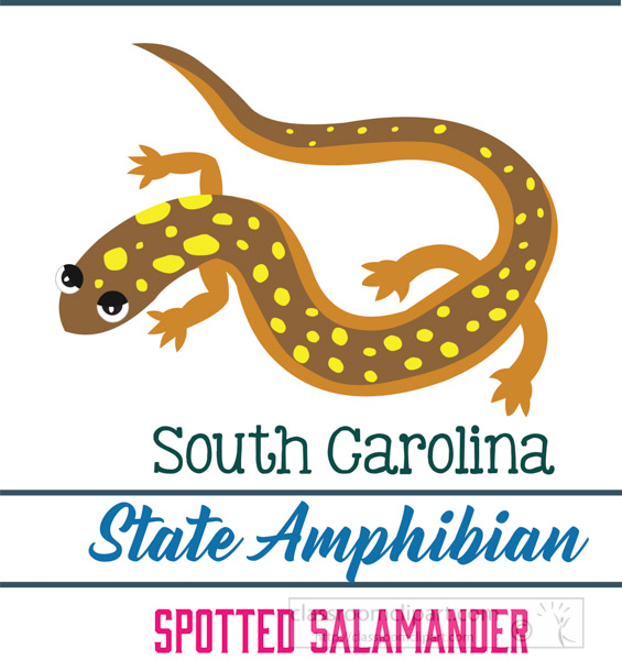 south-carolina-state-amphibian-the-spotted-salamander-clipart-image.jpg