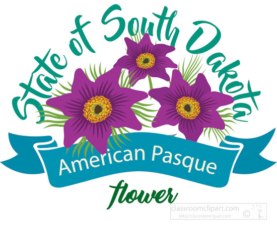 south-dakota-state-flower-the-american-pasque-clipart-image.jpg
