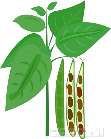 bean-plant-with--beans-growing-cross-section-clipart.jpg
