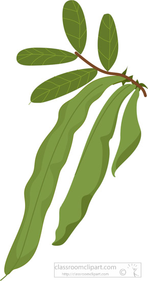 growing-broad-bean-with-stem-leaf-clipart.jpg