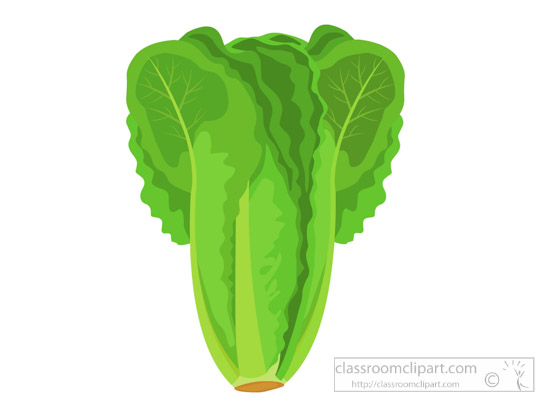 Vegetables Clipart - head-of-romaine-lettuce-clipart-318 ...