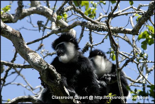 1_colobus_01.jpg