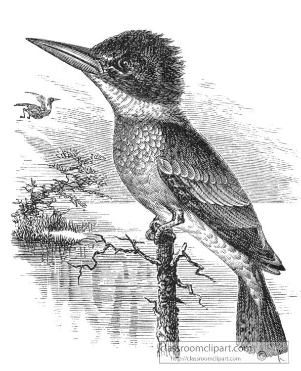 Photos of Africa - Historic-Illustration-of-Africa-Bird-kingfisher ...