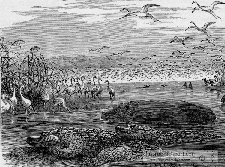 an-african-river-scene-with-alligators-and-hippos-illustration-historical.jpg