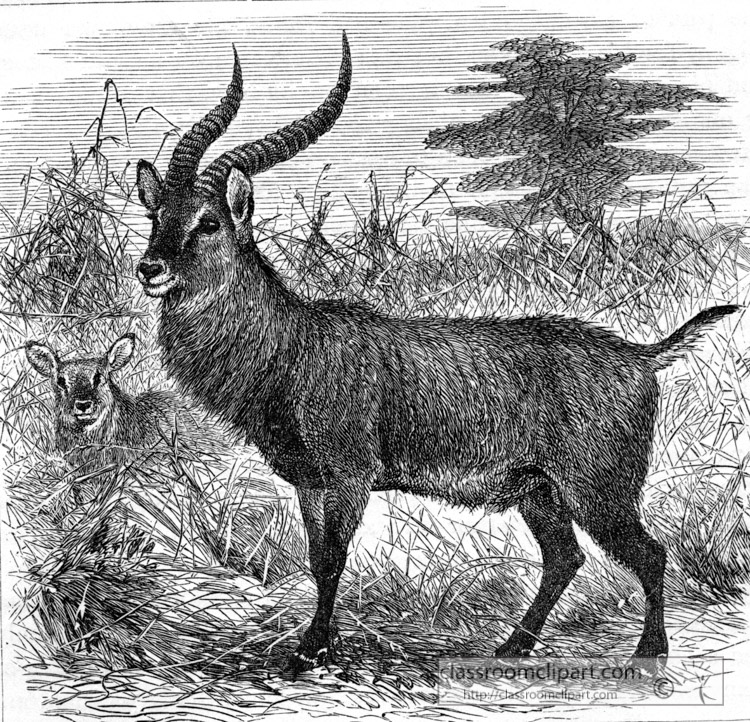 antelope-historical-illustration-africa.jpg