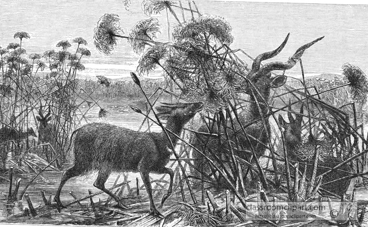 antelopes-among-the-marshes-historical-illustration-africa.jpg