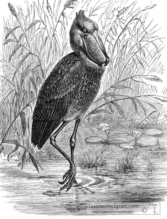 bird-of-the-white-nile-historical-illustration-africa.jpg