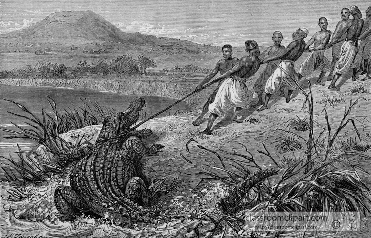 dragging-a-crocodile-to-land-llustration-historical-illustration-africa.jpg