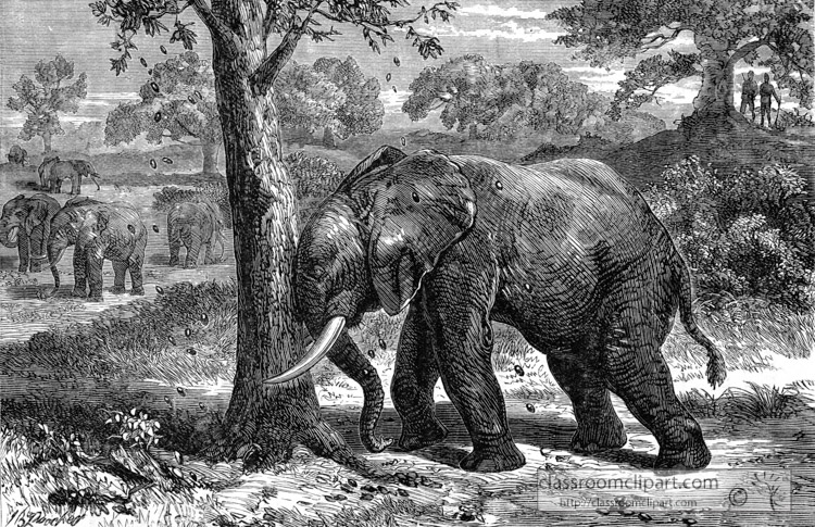 elephants-shaking-a-fruit-tree-historical-illustration-africa.jpg