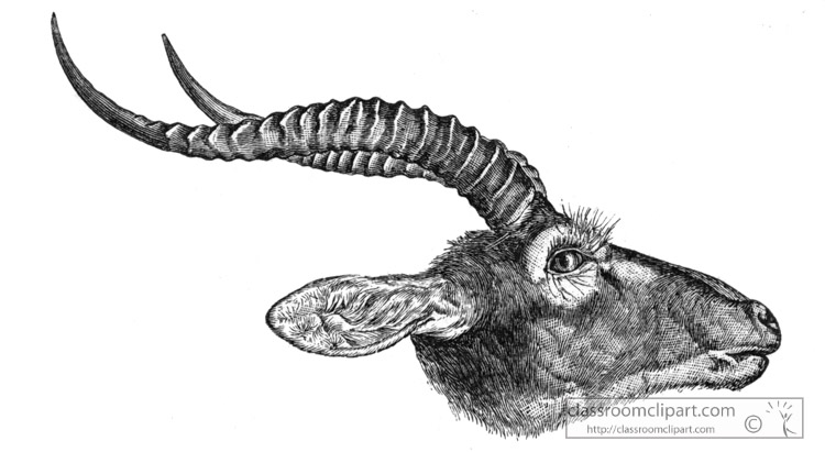 female-antelope-of-the-shooli-country-africa-historical-illustration-africa.jpg