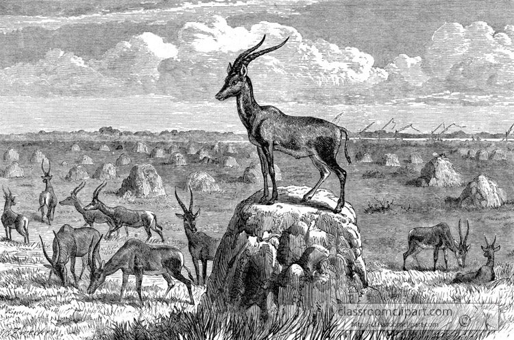 herd-of-antelope-in-africa-historical-illustration-africa.jpg