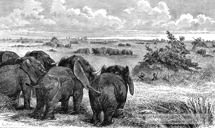 herd-of-elephants-historical-illustration-africa.jpg