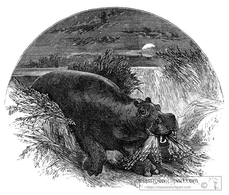 hippopotamus-historical-illustration-africa.jpg