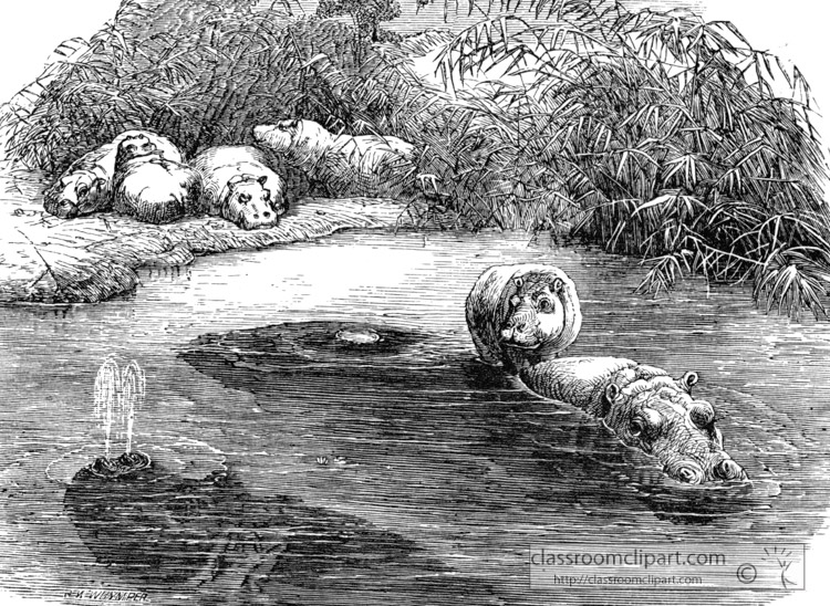 home-of-the-hippopotamus-in-africa-historical-illustration.jpg