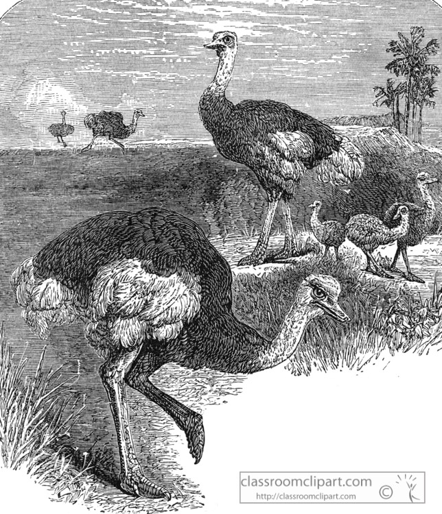 ostrich-in-africa-historical-illustration-africa.jpg