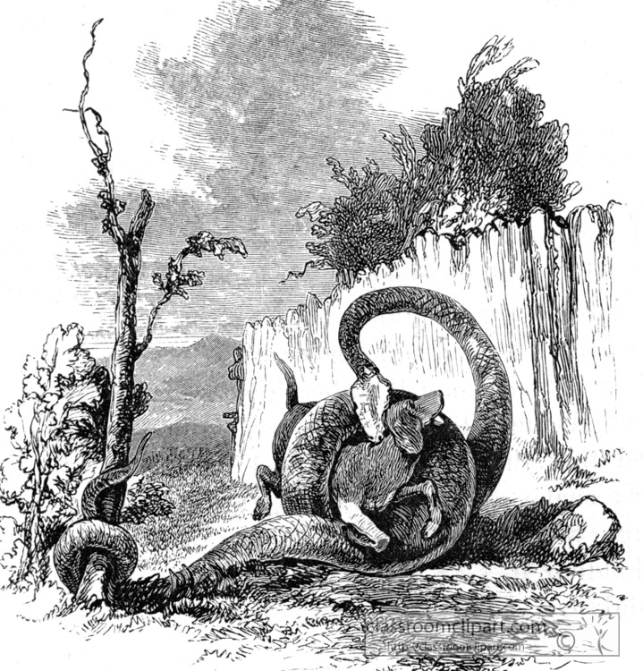 python-seizing-its-prey-historical-illustration-africa.jpg