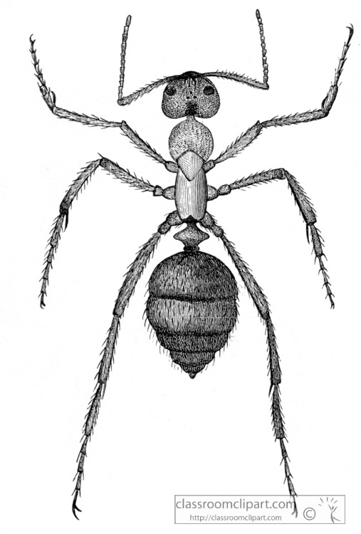 slavemaking-ant-magnified-historical-illustration-africa.jpg