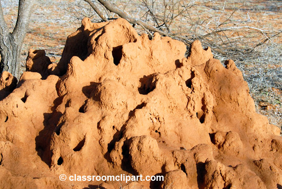 termite_mound_1.jpg
