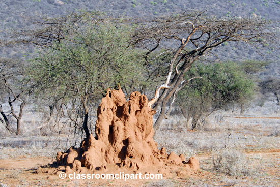 termite_mound_2.jpg