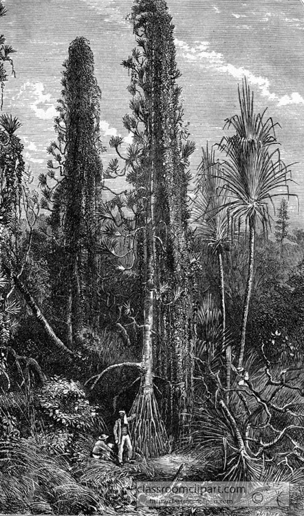 trees-and-climbing-plants-in-central-africa-historical-illustration-africa.jpg