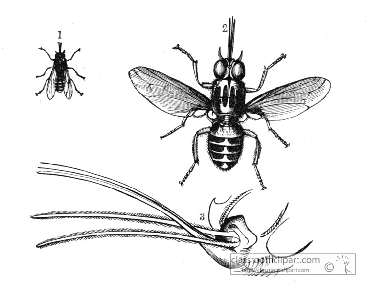 tsetse-fly-historical-illustration-africa.jpg