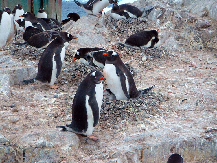 Gentoo-penguins-nesting-2.jpg
