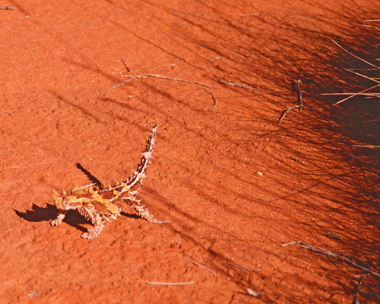 horny-devil-lizards-that-inhabit-the-scrub-and-desert-of-western-Australia.jpg