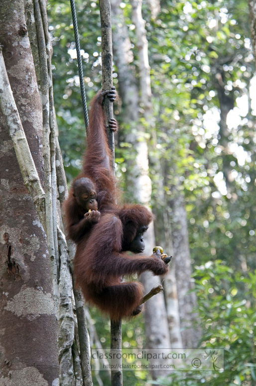 Borneo_1838a.jpg