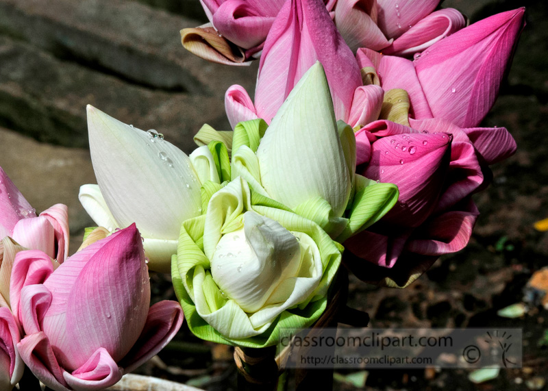 ppink-white-lotus-flowers-phnom-penh-44.jpg