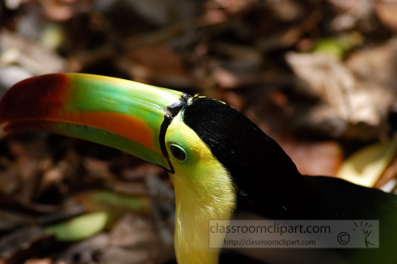 photo-toucan-bird-05-4995A.jpg
