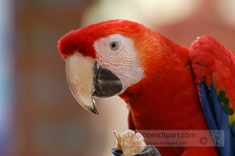 red-macaw-parrot-05-4989A.jpg