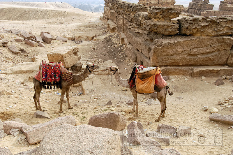 Camels-in-front-of-Great-Pyramids-photo_3798.jpg