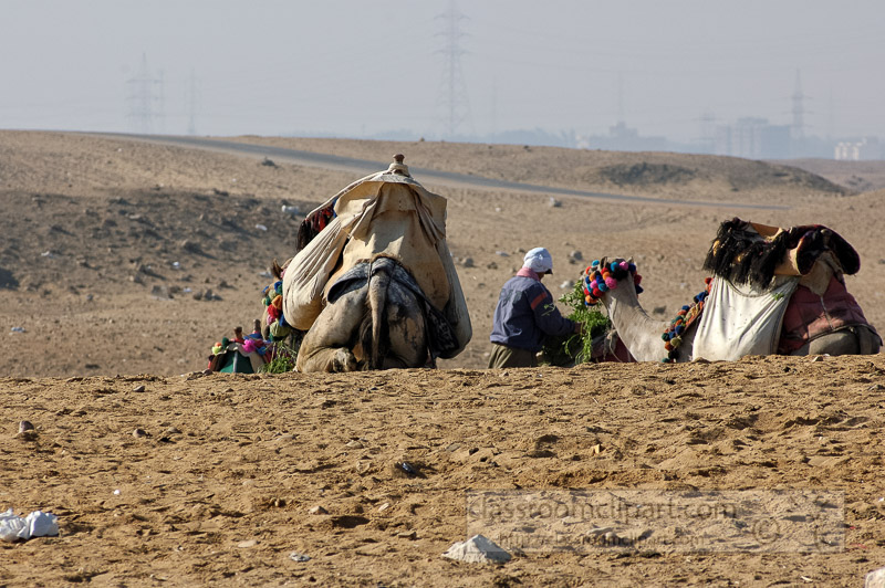 group-of-camels-near-pyramids-giza-egypt-photo_5361.jpg