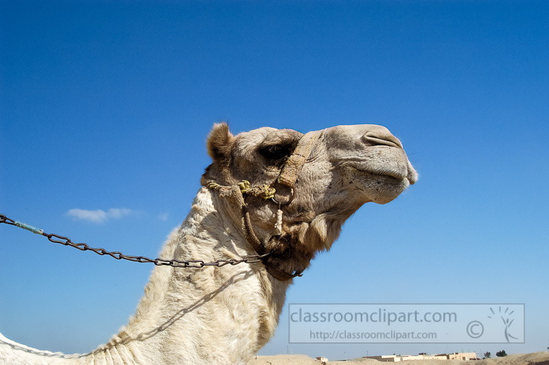 closeup-of-camel-egyptain-desert-photo-image-1208e.jpg